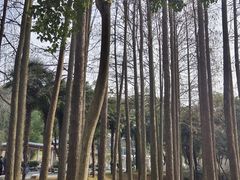 -南京古林公园