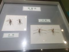 -上海昆虫博物馆