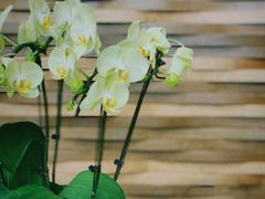 -天津海河悦榕庄·Lobby Lounge大堂吧