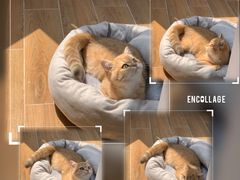 -东方名猫馆·英短金渐层布偶猫舍(环线广场1号楼店)