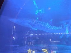 -烟台海昌鲸鲨海洋公园