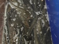 -活鱼馆(宜兴埠店)