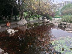 -神仙树公园