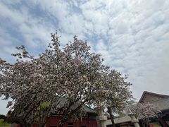 -天津大悲禅院