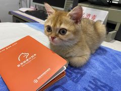 -pd派德宠物中心医院24H急重症·眼科中心·血液透析中心(嵩山北路店)