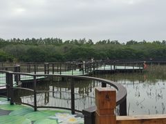 -大湾区中央湿地公园