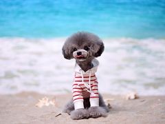 -鑫艺宠物美容培训学校