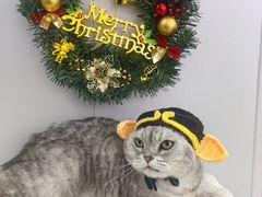 -爱洗澡的猫(望京店)