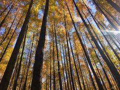 -山王坪喀斯特国家生态公园
