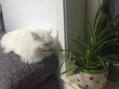 -翡翠森林宠物火化殡葬(通州店)