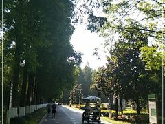 -黄海国家森林公园