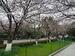 -武汉大学-樱园