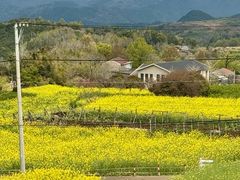 -桑洲油菜花景区