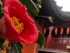 -钦赐仰殿道观