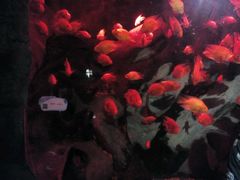 -洛阳龙门海洋馆