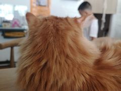 -平行世界·猫咖(首经贸店)