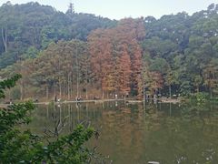 -深圳仙湖植物园