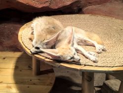 -Zoolung Zoolung动物主题公园(海信广场店)