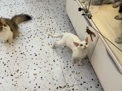 -柚子猫舍·精品猫舍购猫·猫咪认养·购宠·宠物店