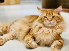 -藏猫猫咖啡主题馆(中央大道店)