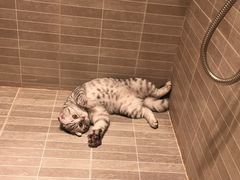-芭比堂动物医院·犬猫全科·异宠专科(雁塔分院)