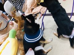 -逗柴咖啡屋·狗咖猫咖宠物桌游