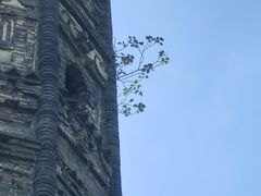 -上海佘山国家森林公园天马山园