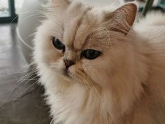 -喵屿·大理花园猫咖