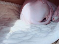 -猫小院猫主题咖啡厅(北锣店)