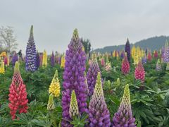 -径山花海