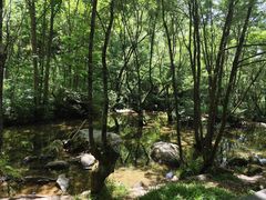 -牛背梁国家森林公园