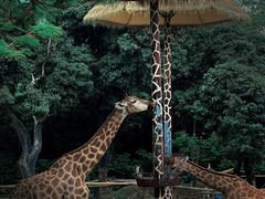 -深圳野生动物园