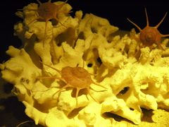 -亚龙湾中心广场·贝壳馆