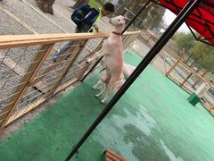 -前小桔亲子创意农场·草莓采摘·露营烧烤