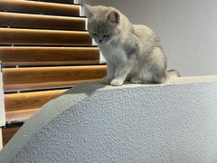 -琪喵猫屋·撸猫猫咖·猫舍