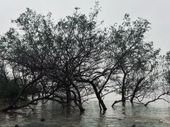 -宝安西湾红树林湿地公园
