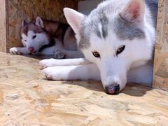 -Husky Go! 哈士奇体验馆·宠物咖啡厅狗咖