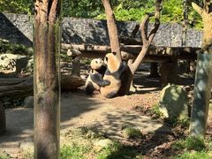 -都江堰中华大熊猫苑