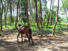 -铁山坪森林公园