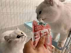 -四月宠物医院·猫专科·心脏专科·内科(转塘店)