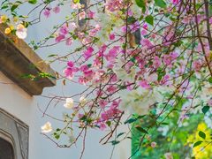 -深圳国际园林花卉博览园