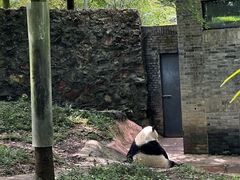 -都江堰中华大熊猫苑