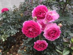 -人民公园(罗湖区)