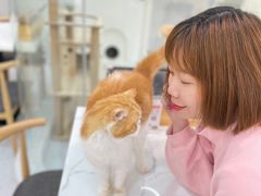 -喵园·猫主题咖啡厅·撸猫·猫咖(国贸店)