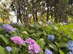-上海吴淞炮台湾国家湿地公园