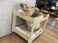 -有猫主题·治愈系猫咖(曾厝垵店)