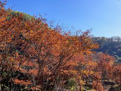 -四明山国家森林公园