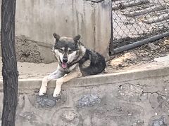 -石家庄市动物园