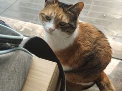 -安安宠医·臻爱宠物医院(簇锦北路分院)