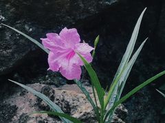 -广州兰圃